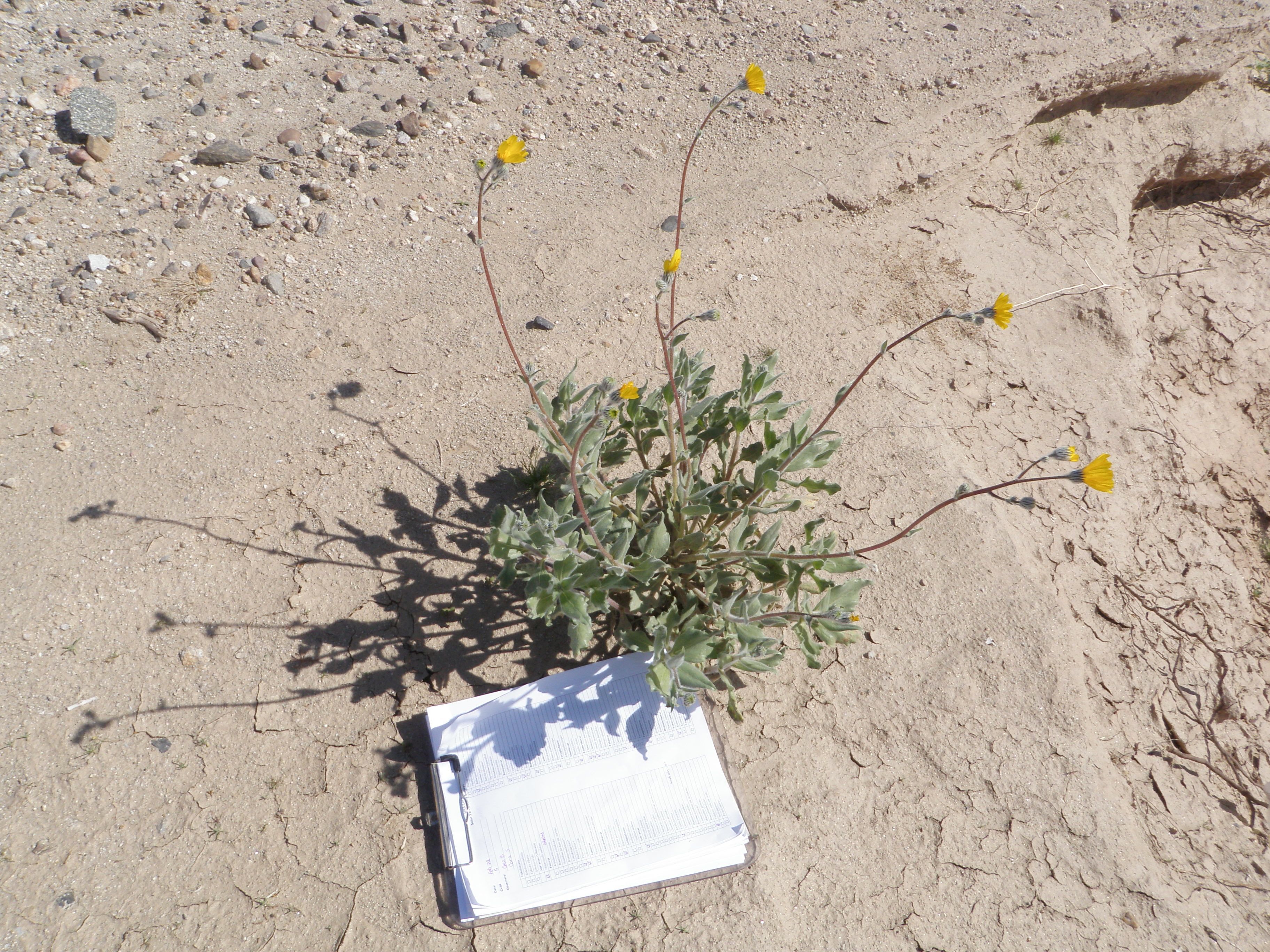 Geraea canescens (Desert-sunflower), native California herb