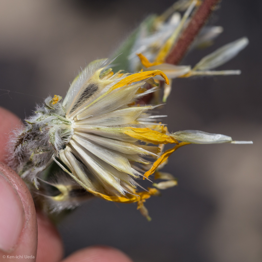 Geraea sp., native California perennial
