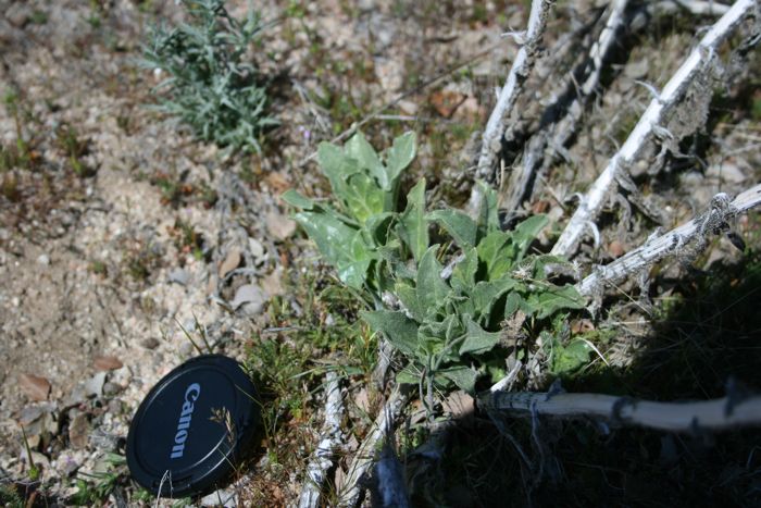 Geraea viscida (Sticky geraea), native California herb