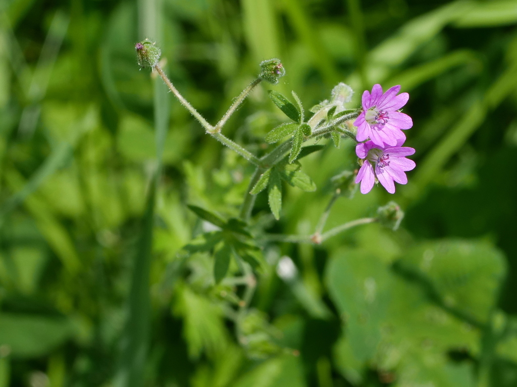 Geranium aequale, non-native California annual