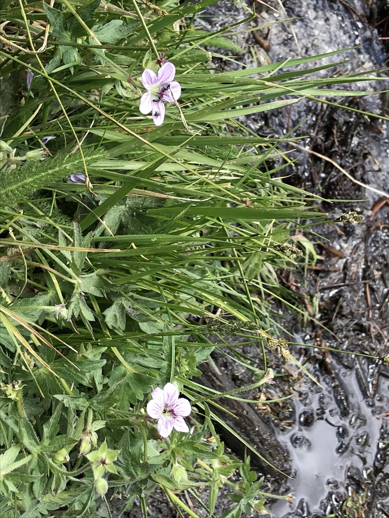 Geranium californicum (California cranesbill), native California herb