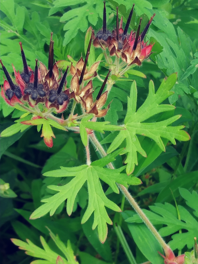 Geranium carolinianum (Carolina geranium), native California herb