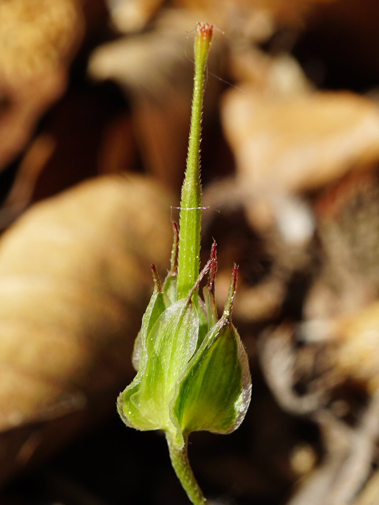 Geranium columbinum (Longstalk cranesbill), non-native California herb