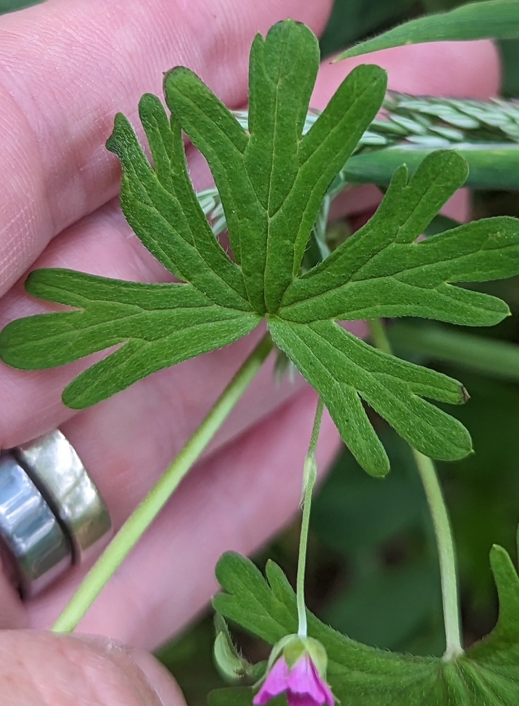Geranium core-core (Alderney crane's-bill), non-native California perennial