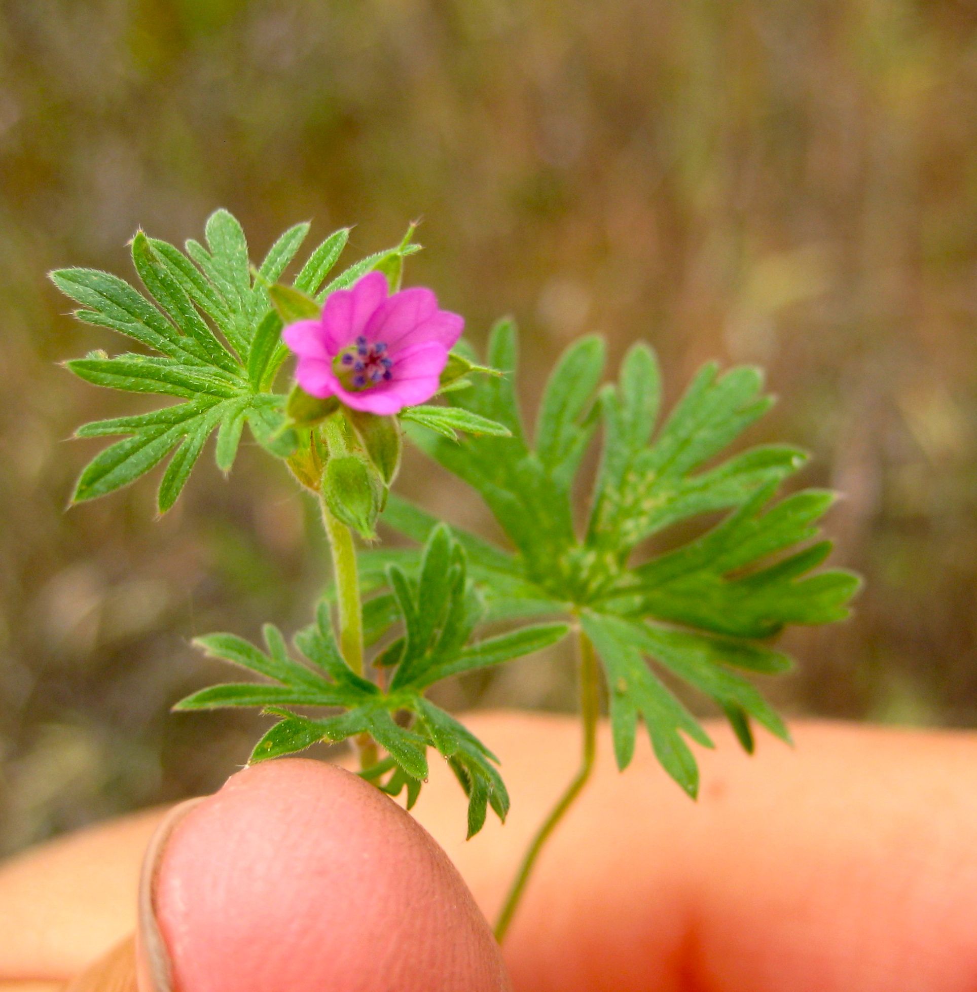 Geranium dissectum (Cranesbill), non-native California herb