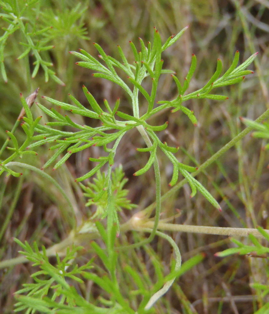 Geranium incanum subsp. incanum, California perennial