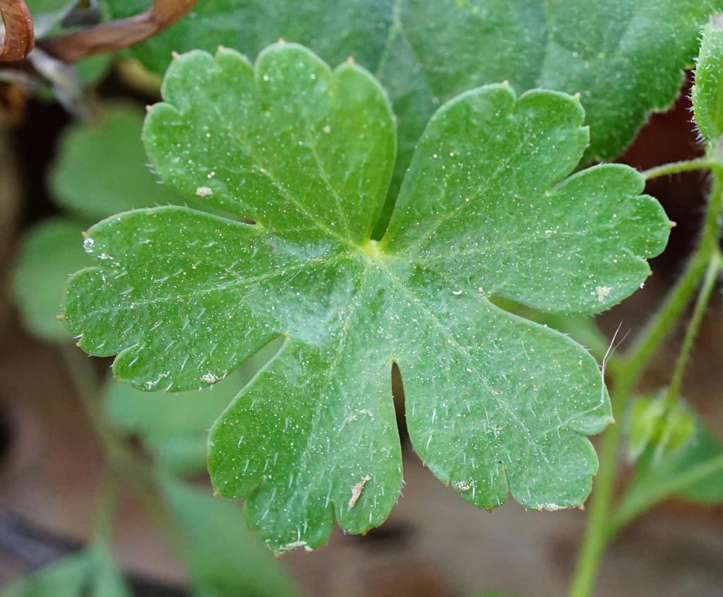 Geranium lucidum (Shining geranium), non-native California herb