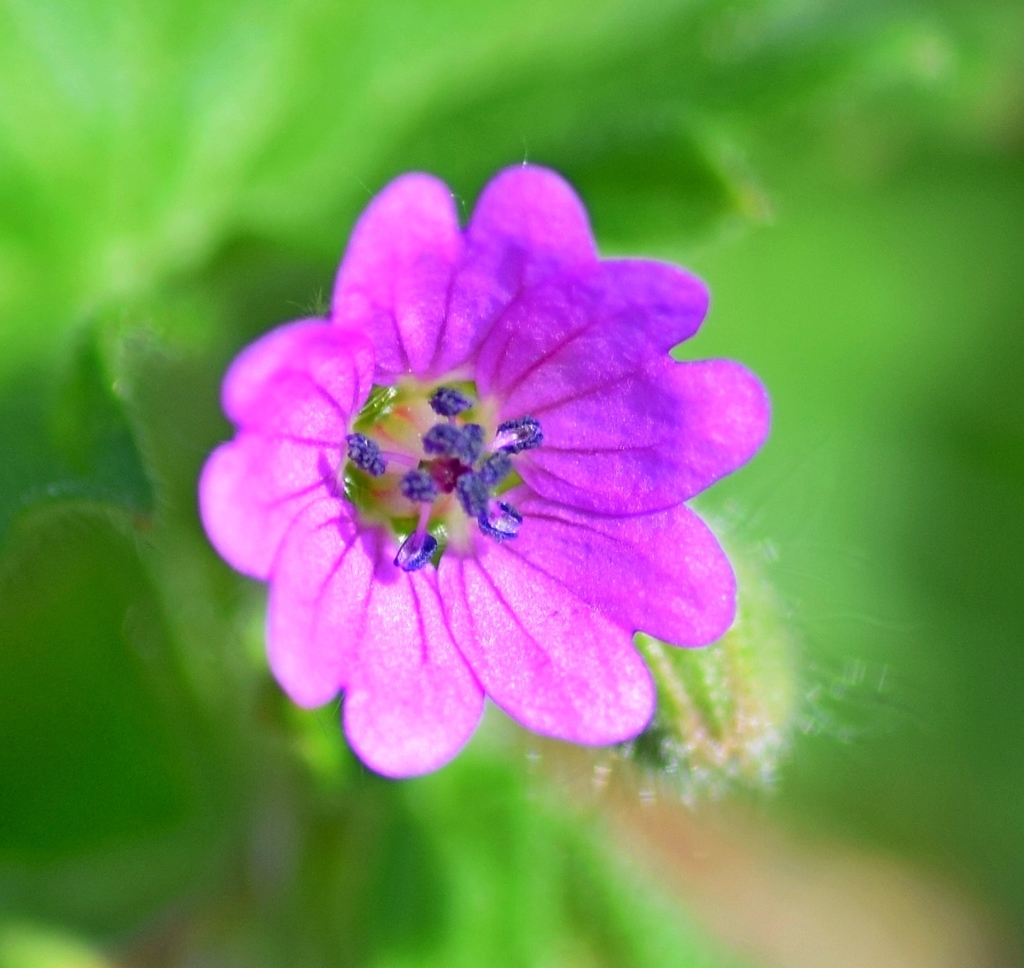 Geranium molle (Crane's bill geranium), non-native California herb