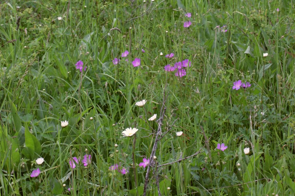 Geranium oreganum (Oregon geranium), native California herb