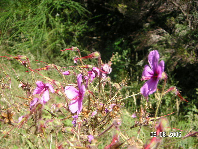 Geranium palmatum (Canary Island geranium), non-native California herb