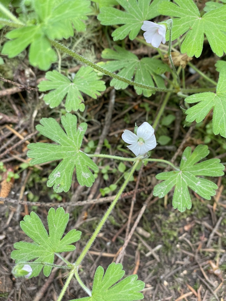 Geranium potentilloides (Cinquefoil geranium), non-native California herb