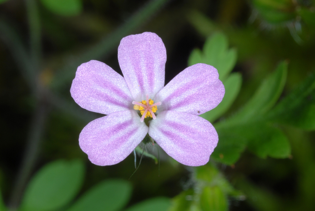 Geranium purpureum (Herb robert), non-native California annual