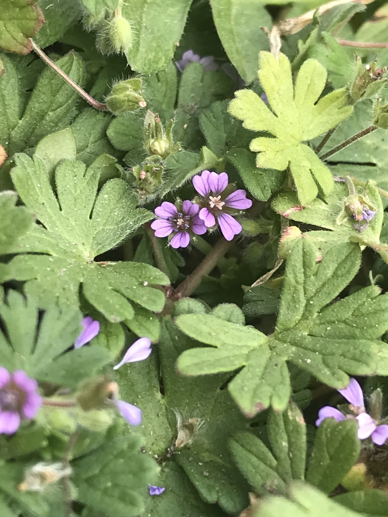 Geranium pusillum (Small flowered geranium), non-native California herb
