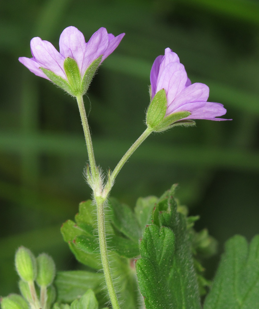 Geranium pyrenaicum (Hedgerow geranium), non-native California herb