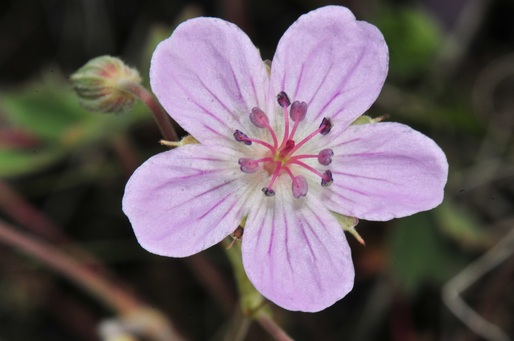 Geranium richardsonii (Richardson's geranium), native California herb