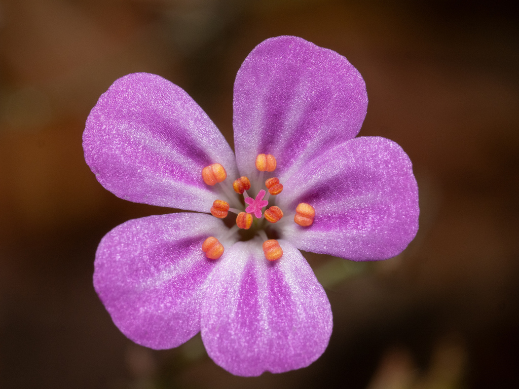 Geranium robertianum (Robert geranium), non-native California herb