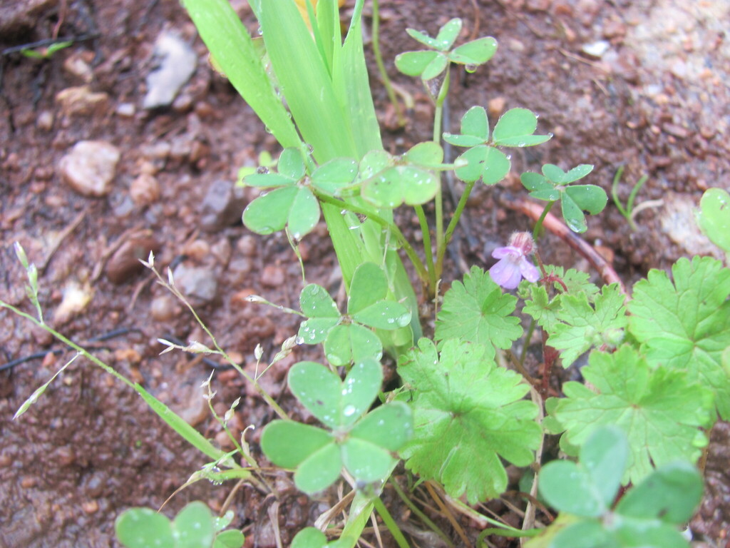 Geranium rotundifolium (Round leaved geranium), non-native California herb