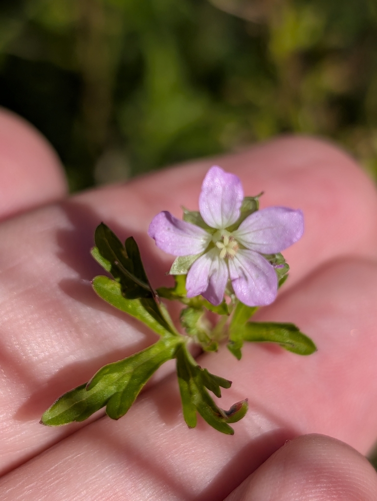 Geranium solanderi (Solander's geranium), non-native California herb