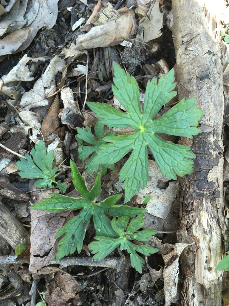 Geranium sp. (Cranesbill), non-native California perennial