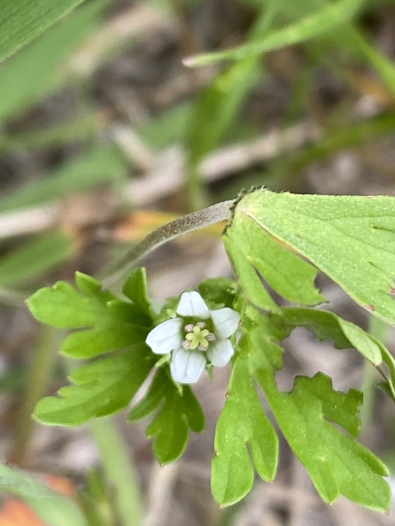Geranium texanum (Texas geranium), non-native California herb