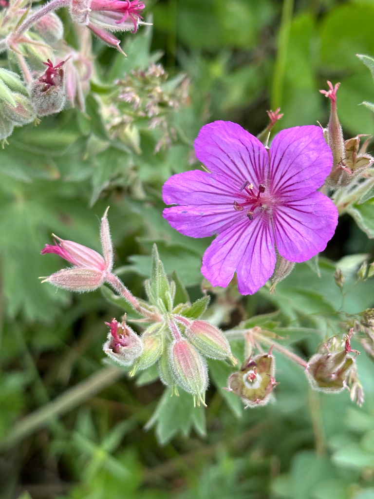 Geranium viscosissimum (Sticky geranium), native California herb