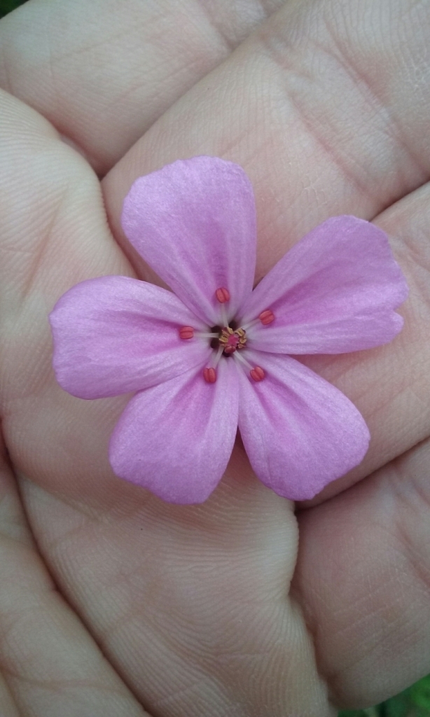 Geranium yeoi, California herb