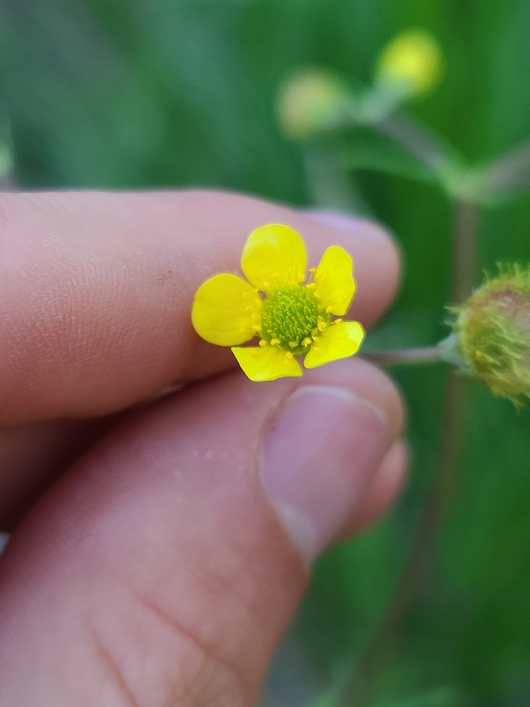 Geum aleppicum (Aleppo or yellow avens), native California herb