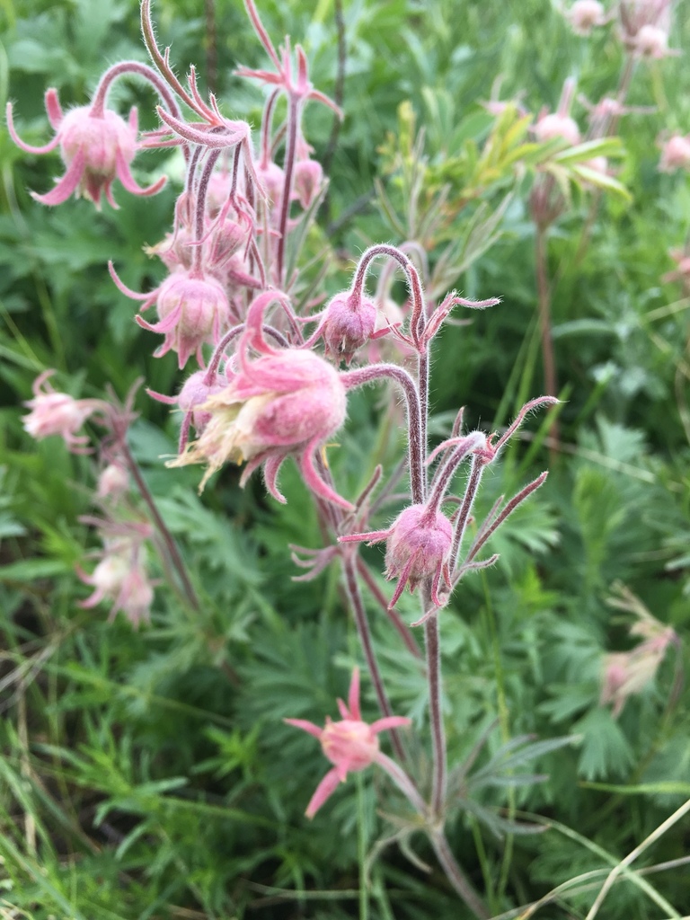 Geum triflorum var. ciliatum (Prairie-smoke), native California herb