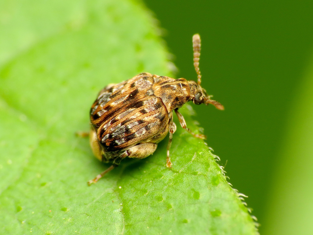 Gibbobruchus mimus (Redbud Seed Weevil), California species