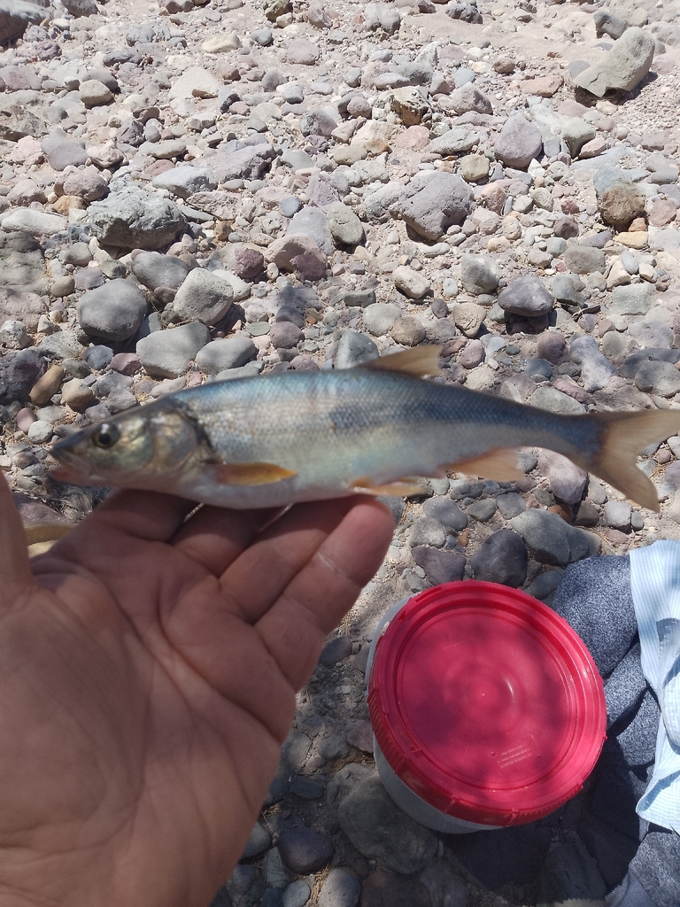 Gila bicolor (Tui chub), California species
