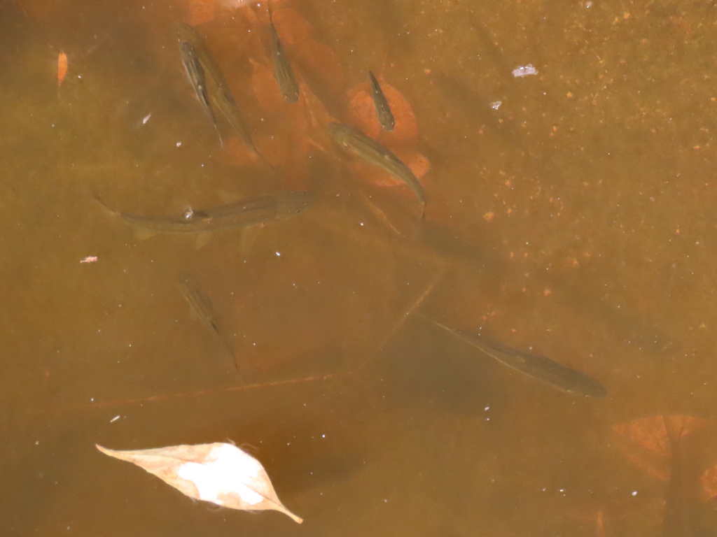 Gila ditaenia (Sonora chub), California species