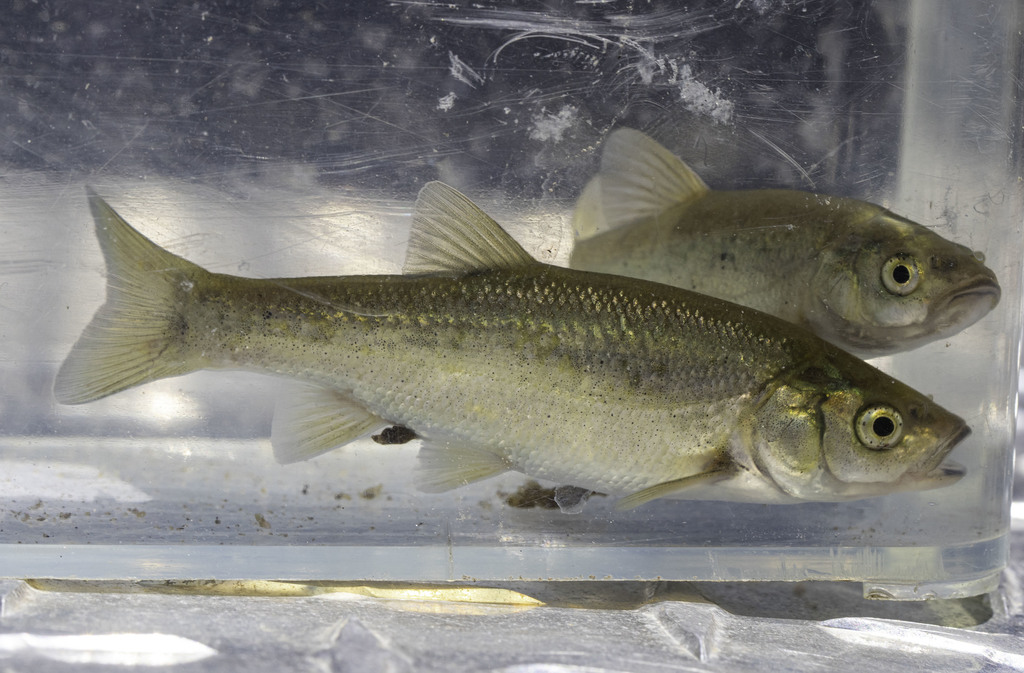 Gila orcuttii (Arroyo Chub), California species