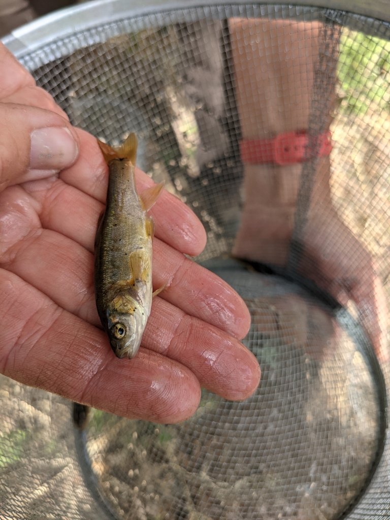 Gila purpurea (Yaqui chub), California species