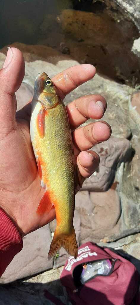 Gila cypha (Humpback chub), California species