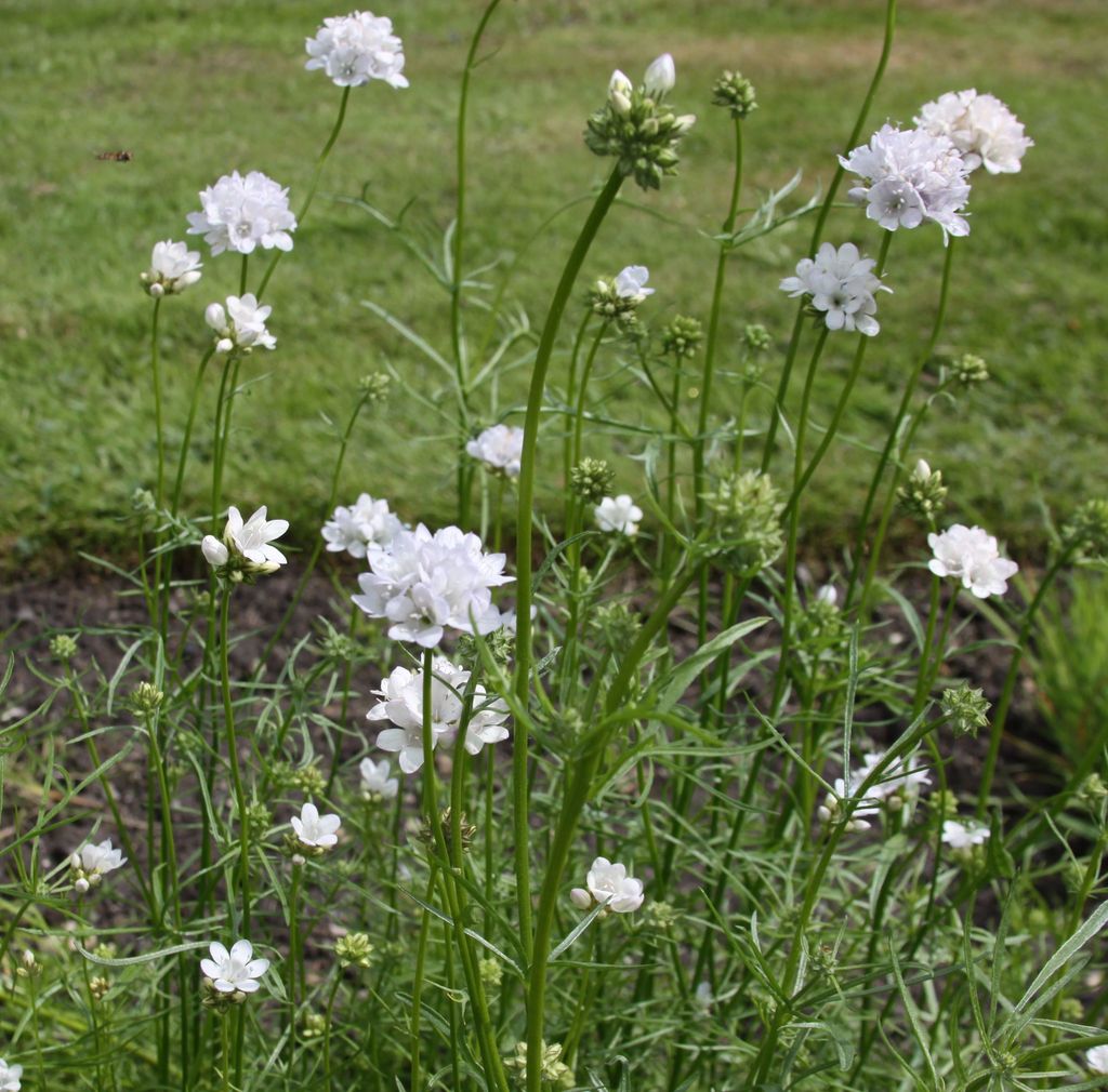 Gilia achilleifolia subsp. multicaulis, native California herb