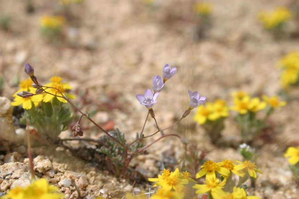 Gilia aliquanta subsp. aliquanta, native California herb