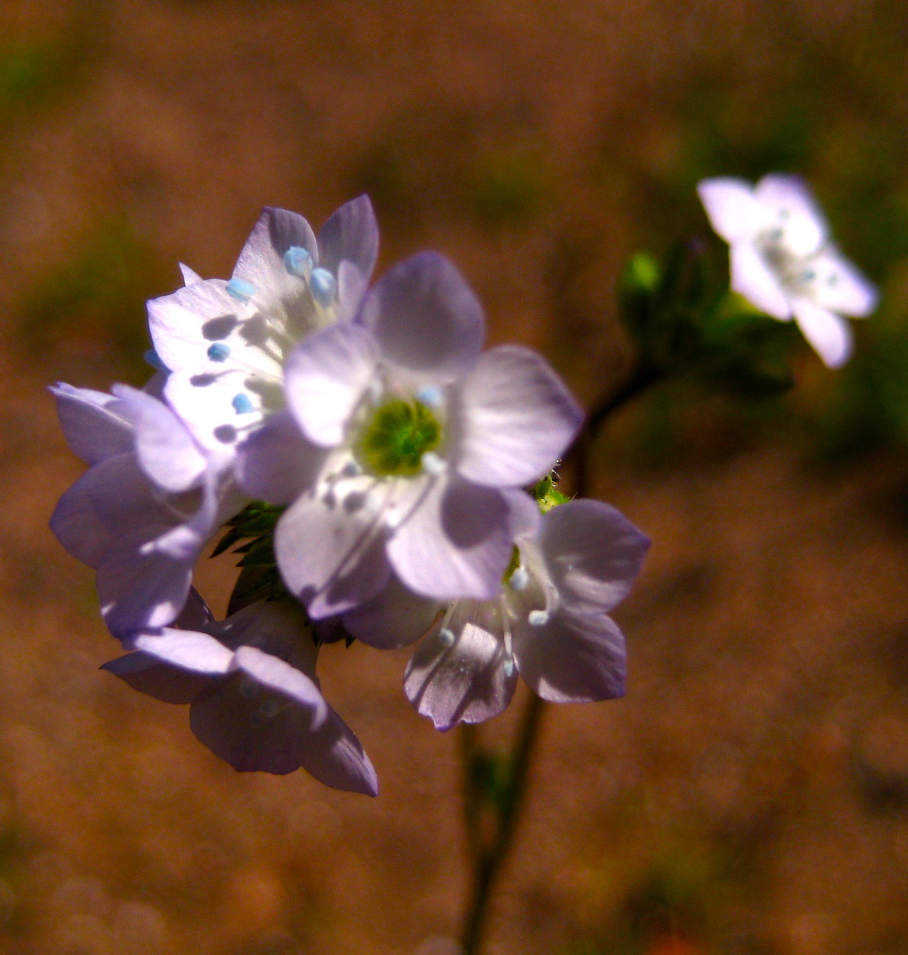 Gilia angelensis (Chaparral gilia), native California herb