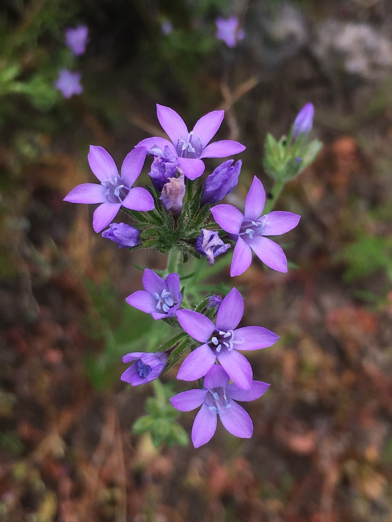 Gilia austro-occidentalis (Southwestern gilia), native California annual