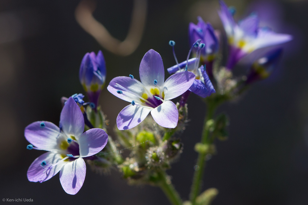 Gilia brecciarum subsp. brecciarum, native California herb