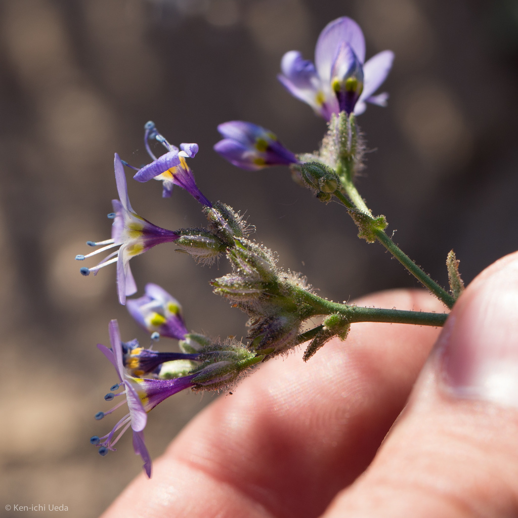 Gilia brecciarum (Break gilia), native California herb
