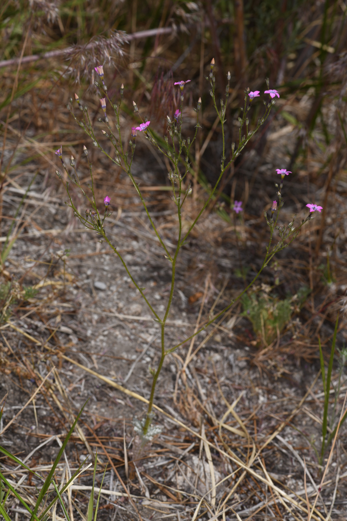 Gilia cana — parent species of Gilia cana subsp. speciformis