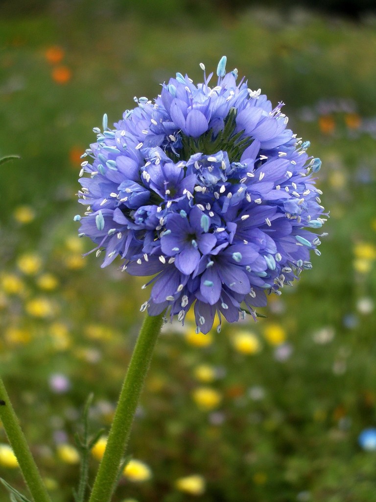 Gilia capitata subsp. staminea, native California herb