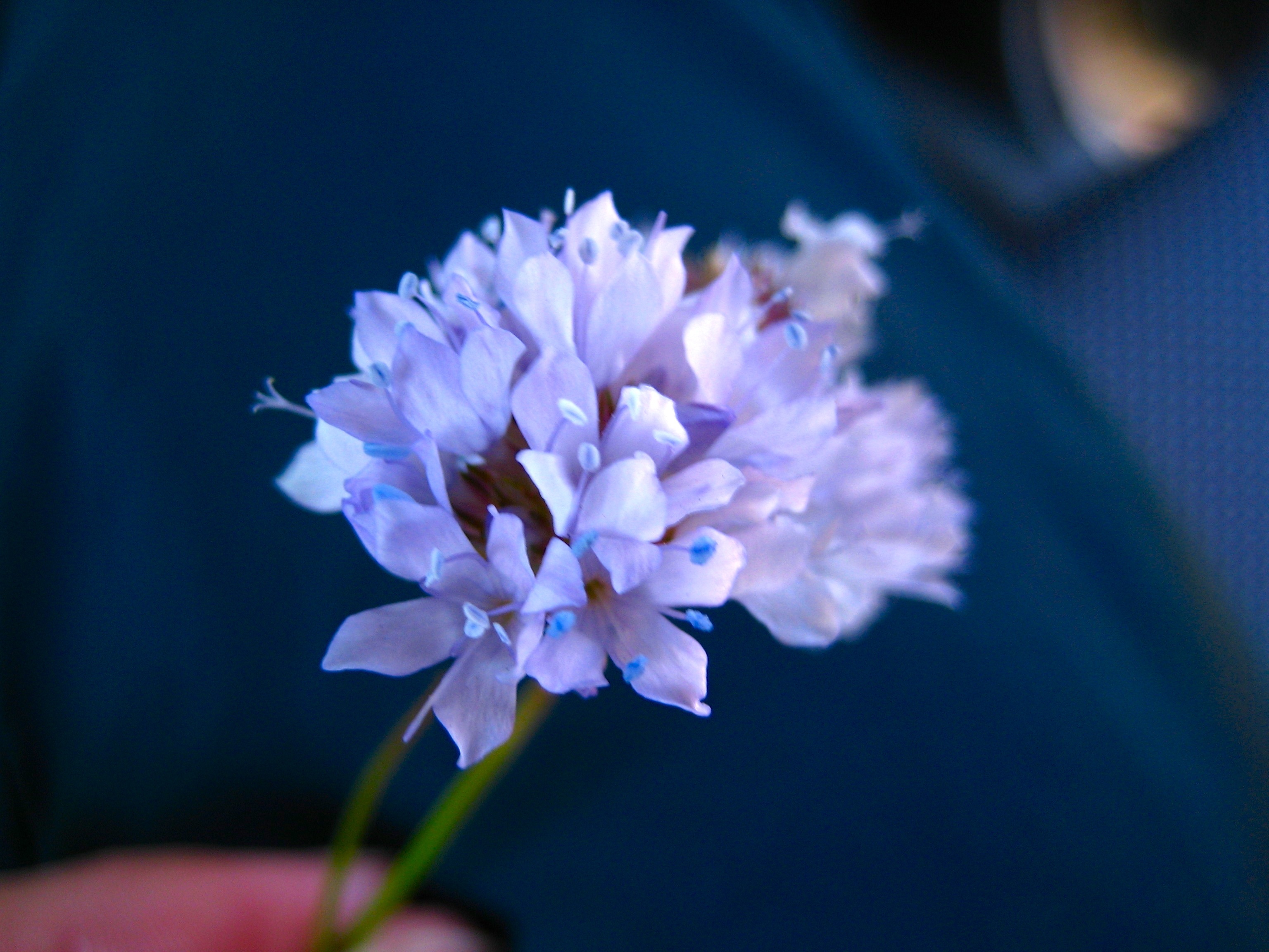 Gilia capitata (Bluehead gilia), native California herb