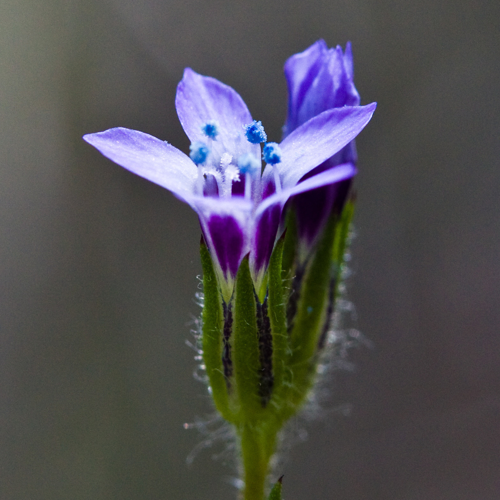 Gilia clivorum (Purplespot gilia), native California herb