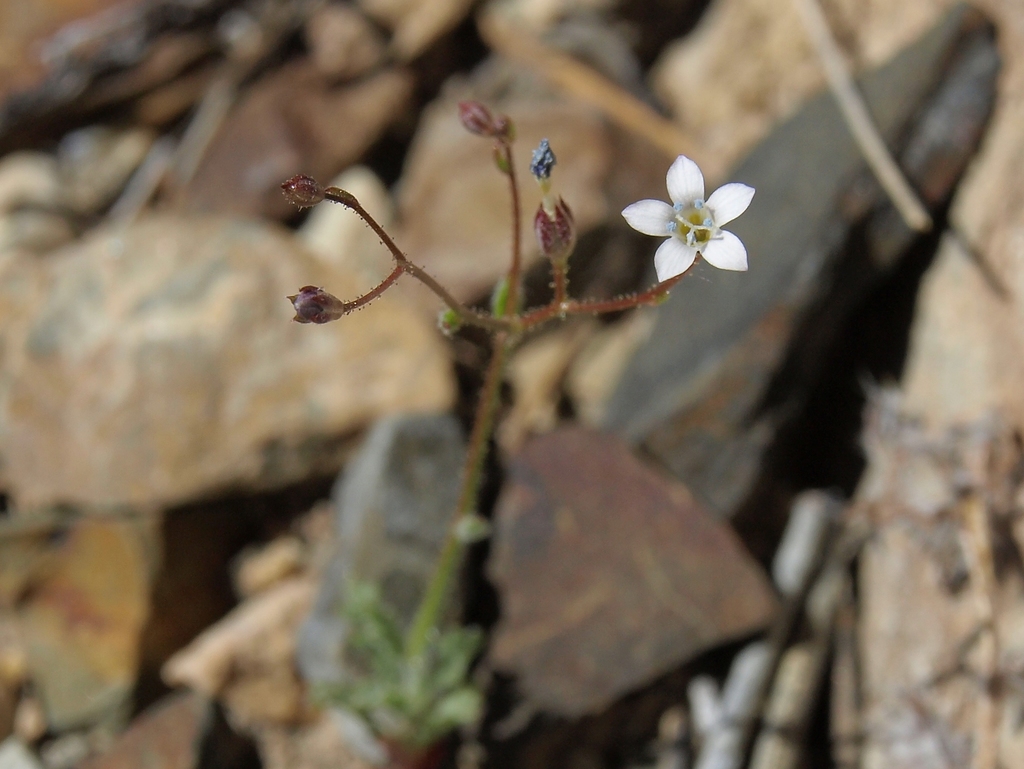 Gilia clokeyi (Clokey's gilia), native California herb