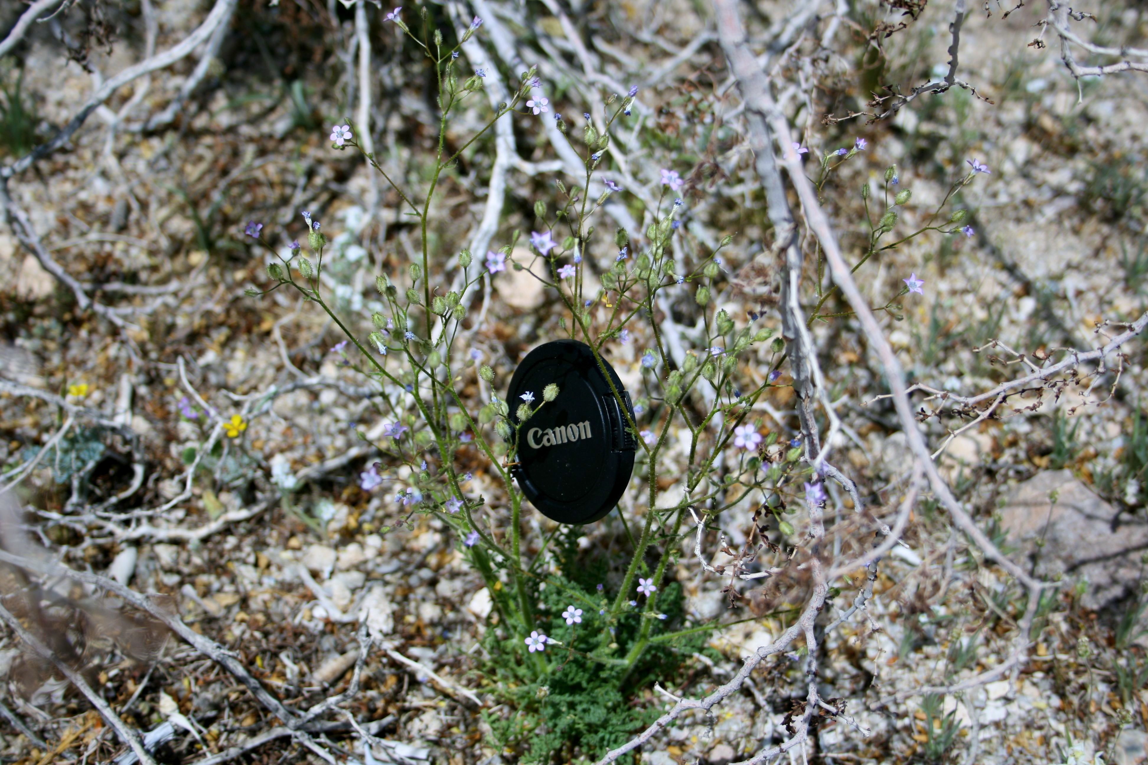 Gilia diegensis (Coastal gilia), native California herb