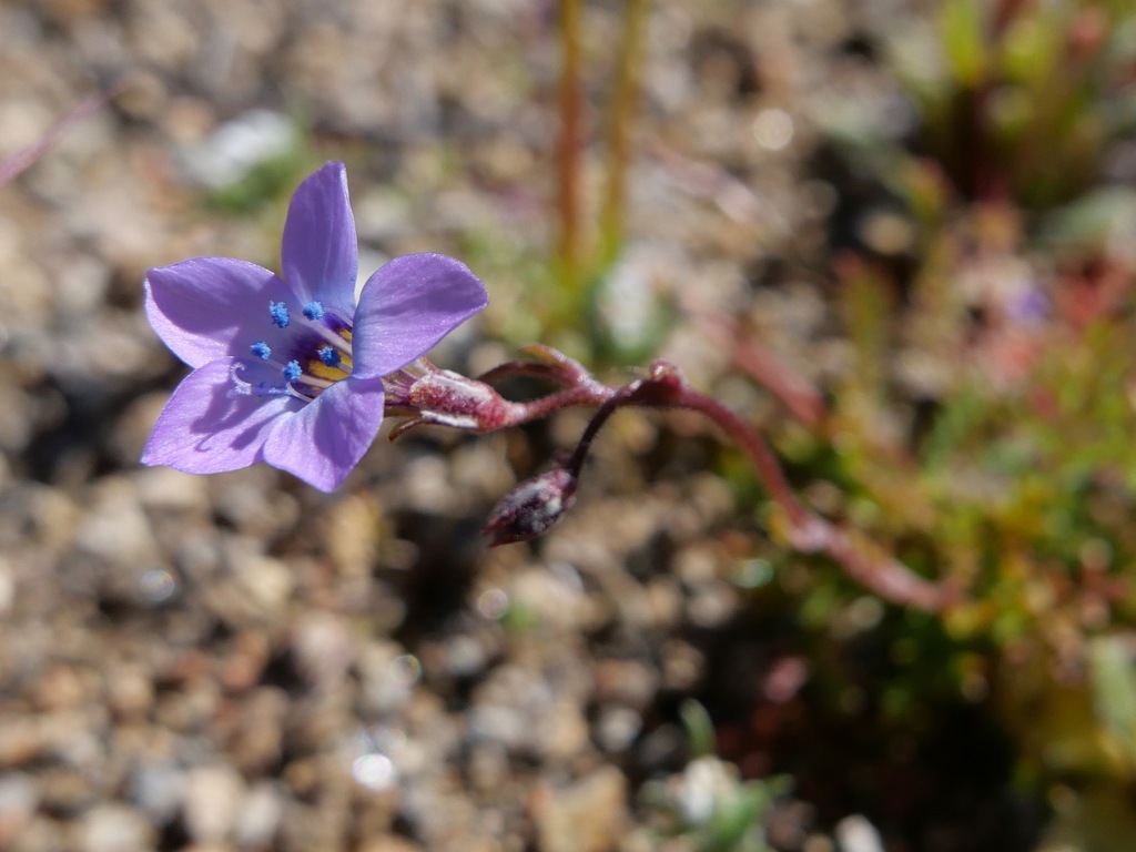 Gilia interior (Inland gilia), native California herb