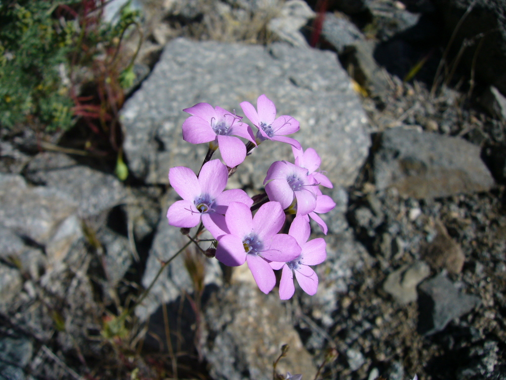Gilia latiflora subsp. latiflora (Broad-leaved gilia), native California herb
