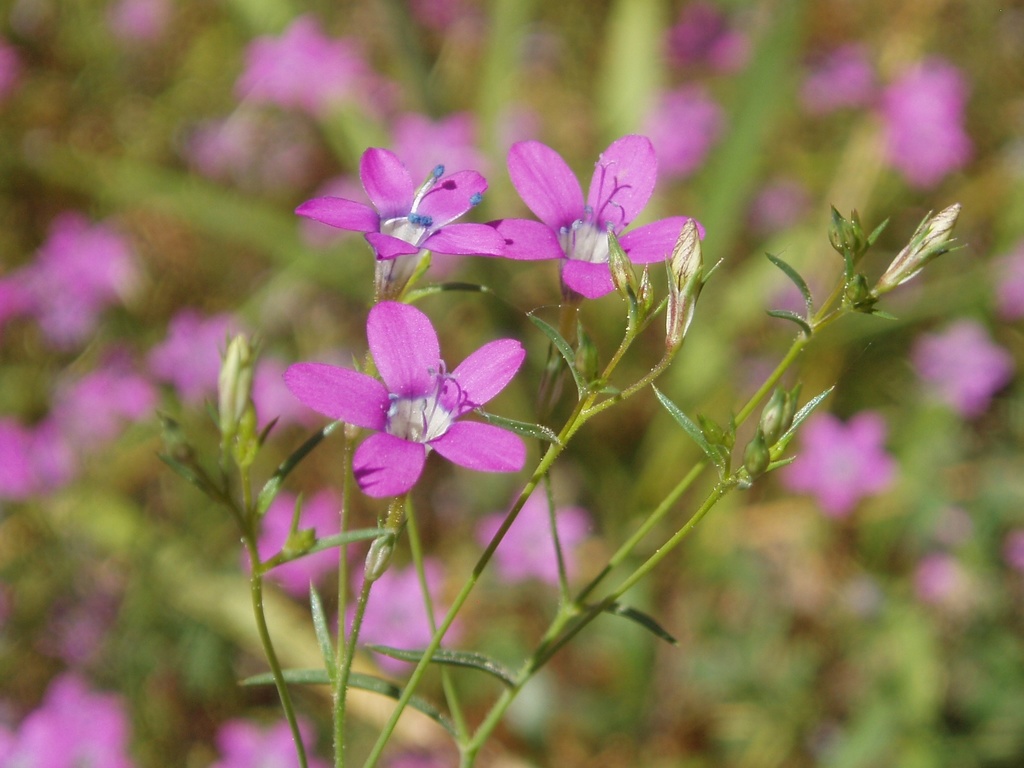 Gilia leptantha subsp. pinetorum (Pine gilia), native California herb