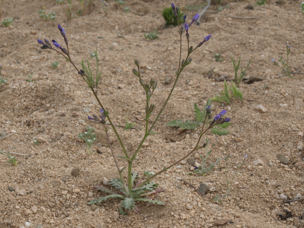 Gilia malior (Scrub gilia), native California herb